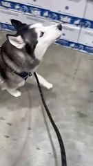 Husky s'énerve : les rennes du magasin ne veulent pas jouer