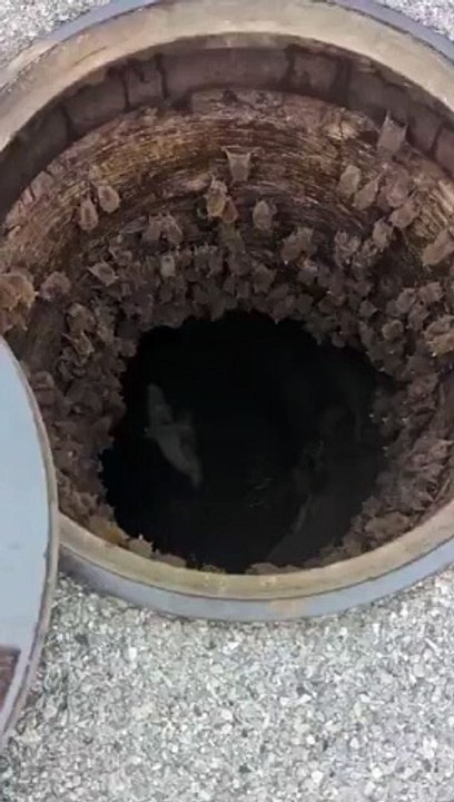 La femme qui a soulevé le couvercle des égouts a rencontré des centaines de chauves-souris