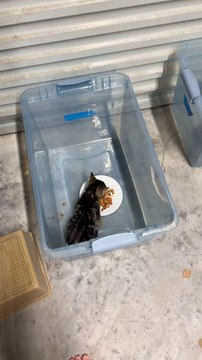 Un chaton fait de jolis petits bruits en mangeant