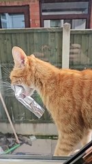 Kitty rentre à la maison avec de la nourriture pour chat