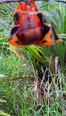 Chauve-souris réelle sur le thème d'Halloween