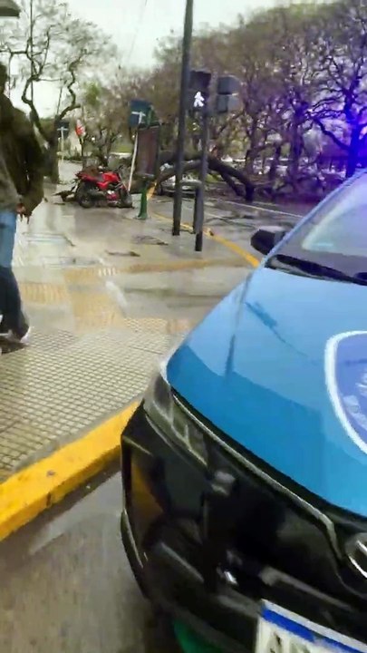 Un homme quitte son travail pour retrouver sa voiture écrasée par un arbre tombé