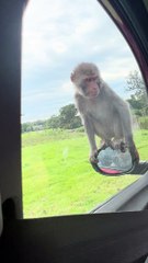 Des singes attaquent une voiture pendant un safari au volant
