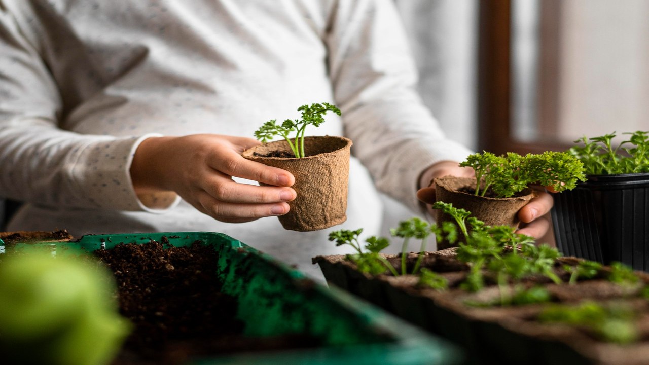Trucos sencillos para cuidar las plantas de tu hogar