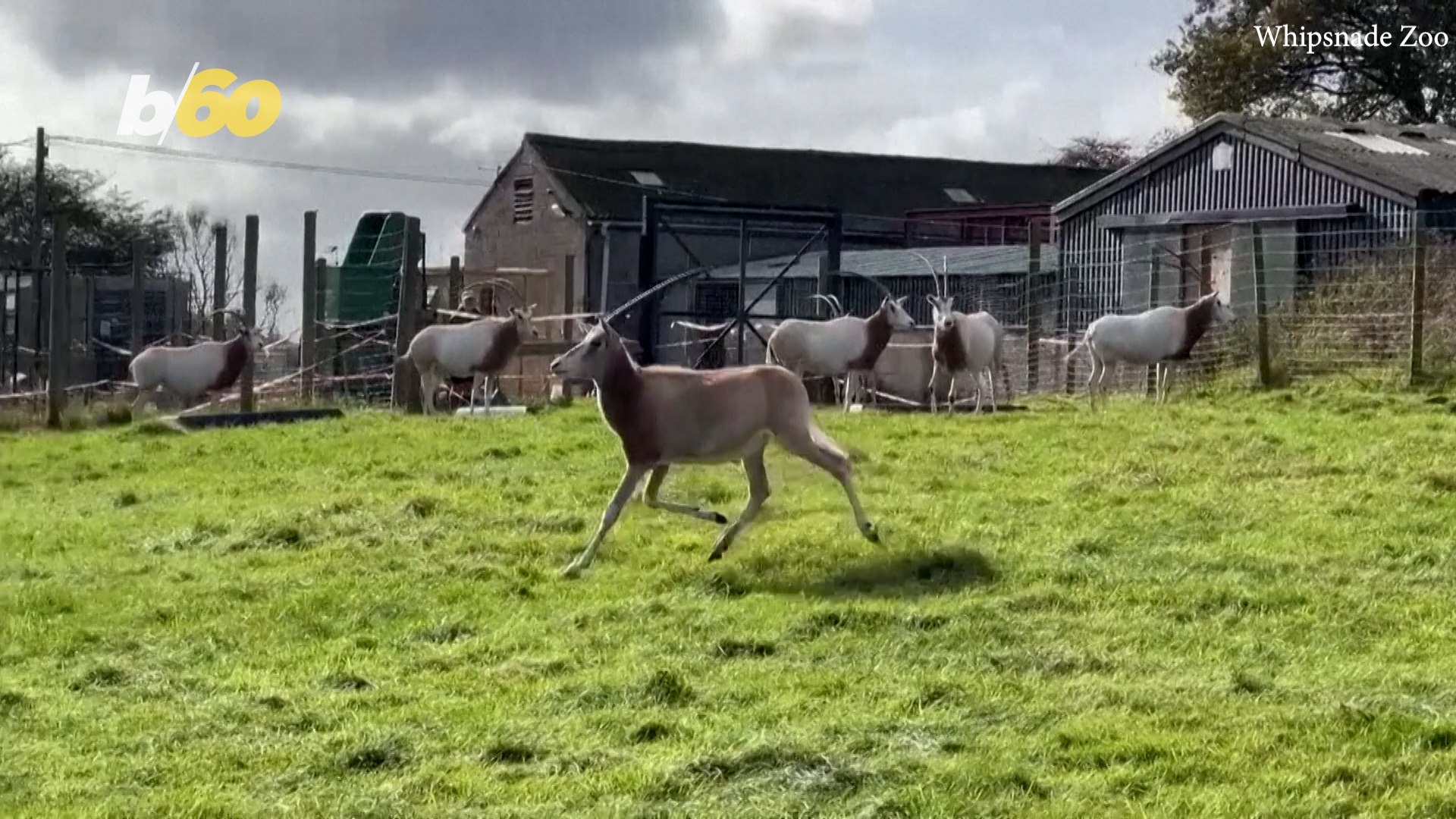 ⁣Endangered Antelope Species Slowly Thriving Once Again