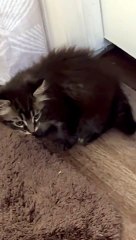 Pas d'intimité lorsque vous avez un chaton