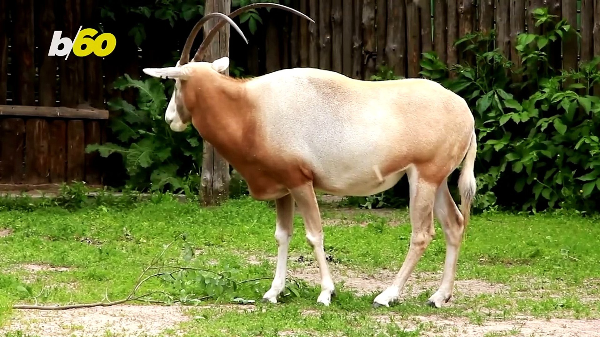 ⁣Endangered Antelope Species Slowly Thriving Once Again