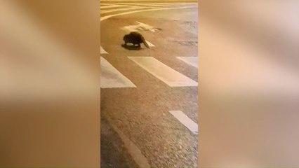 Un castor filmé en plein centre d’Aywaille !