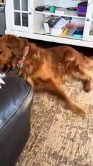 Le patient Golden joue avec un chiot Crazy Corgi