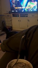 Les animaux regardent tous avec impatience la crème glacée