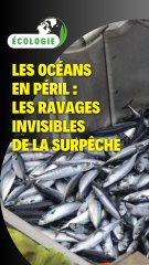 Les océans en péril : Les ravages invisibles de la surpêche