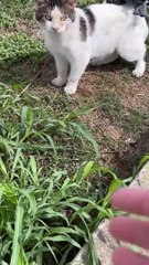 Sauver un chat coincé dans du plastique