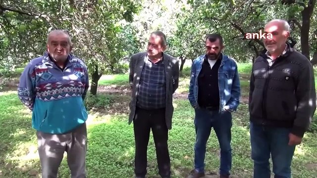 Producteur d'agrumes de Nazilli： ＂La récolte est en avance, mais le fermier est très anxieux＂