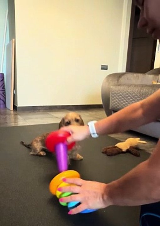 Smart Pupper assemble une pyramide