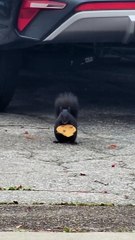 L'écureuil grignote un biscuit