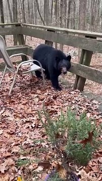 L'ours noir têtu ne veut pas quitter le pont
