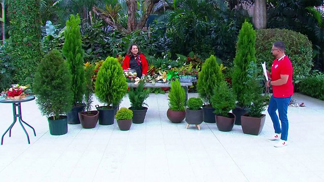 bd-tipos-de-cipres-y-sus-cuidados-161123