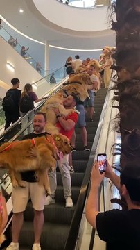 L'escalator le plus mignon du monde