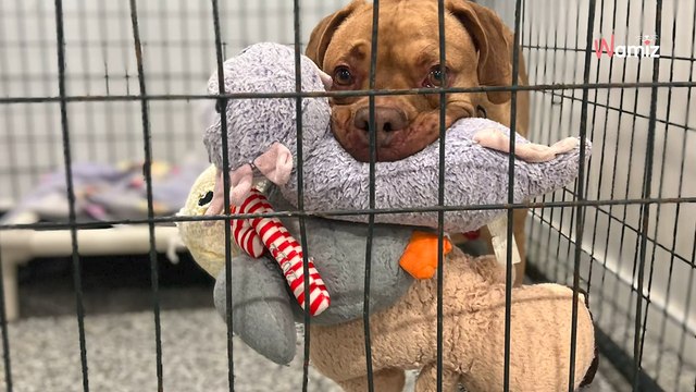 Une chienne arrive au refuge angoissée : au bout de quelques jours elle dévoile son talent impressionnant