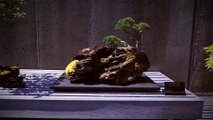 bd-aprenda-a-cultivar-y-cuidar-su-propio-bonsai-161123