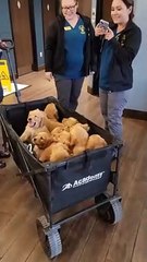 Examen vétérinaire pour 12 chiots Golden Retriever