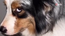 Le chien est fasciné par les paillettes : 11,9M de personnes hésitent entre rires et larmes (vidéo)