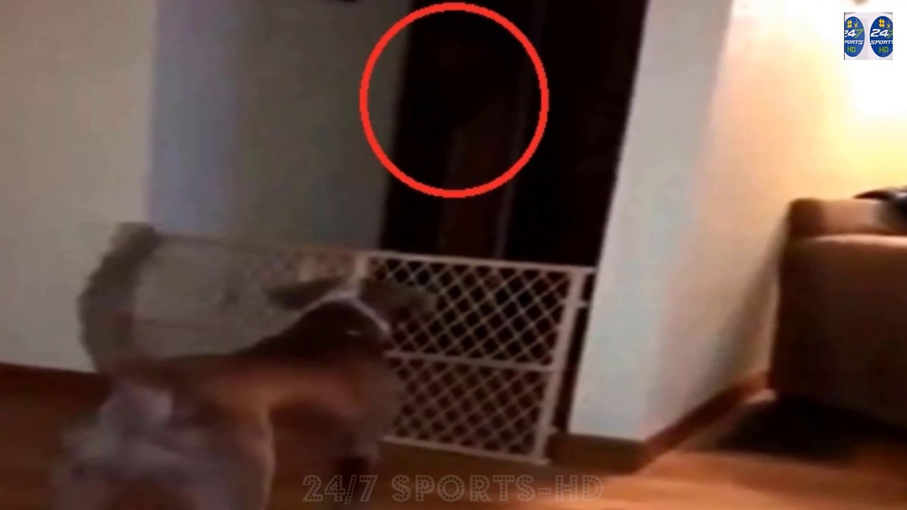 Moment: Terrified Little Dog Barks at Creepy 'Shadowy Ghost' Standing by Door in Eerie Video