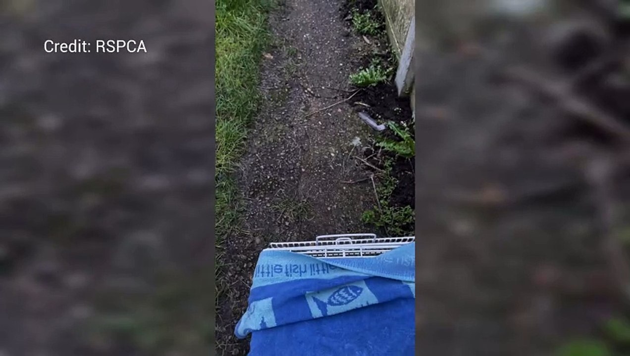 Fox release