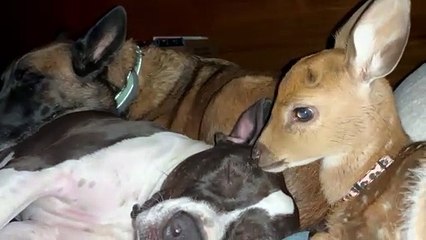 Un tas de câlins de compagnons mignons