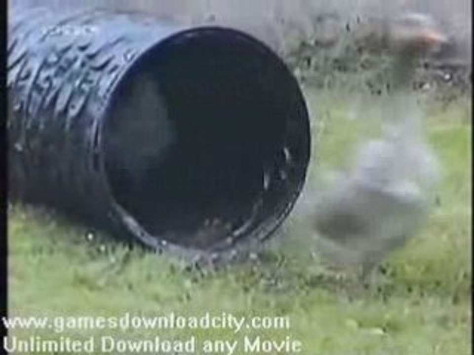 Funny birds