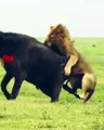 Lion Hunts Buffalo Lion Attack Lion vs Buffalo