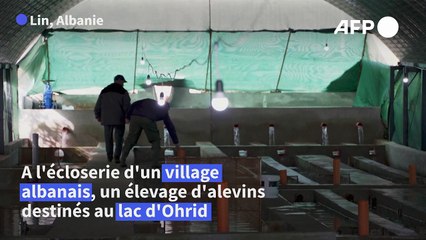 Le long combat pour préserver la précieuse truite du lac d'Ohrid