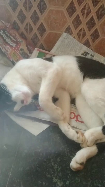 Cat Cute Funny Video