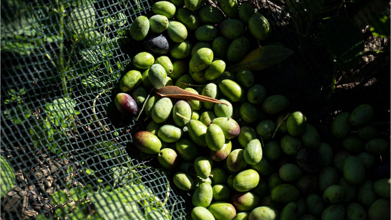 Is olive oil actually healthy? Studies give you an answer