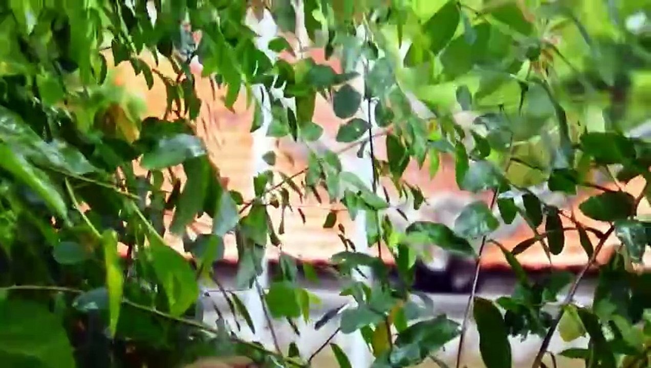 Brother Bean Cruel Little Bella Almost Falling Down from High Tree, It Tries Cling Tree Harder