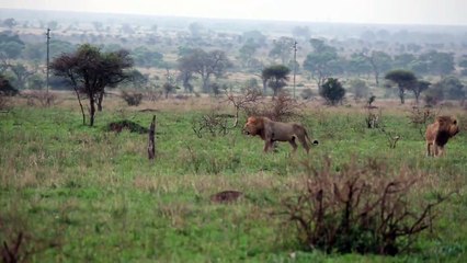 Buffalo chasse les Lions