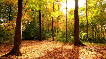 Meditation music - Relaxing music - Calm music - Sleep music - Sleep meditation - Spa music