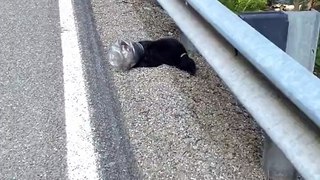 little bear cub was struggling on the side of the road with a plastic container stuck on its head when a good samaritan decided to help the little fella out! VIA: {IG} sarahjlindgren    #bear #bearcub #animal #animallover #ehp #evergladesholidaypark #vi