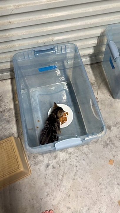 Kitten Makes Cute Little Noises While Eating