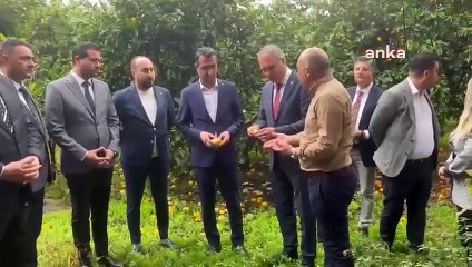 CHP Genel Başkan Yardımcıları Hatay'da Narenciye Üreticileriyle Buluştu