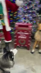 Husky Gets Upset Store Reindeer Won't Play