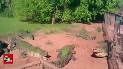 Gösteri amaçlı aç bırakılan timsah, arkadaşının ayağını yedi