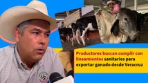 Productores buscan cumplir con lineamientos sanitarios para exportar ganado desde Veracruz