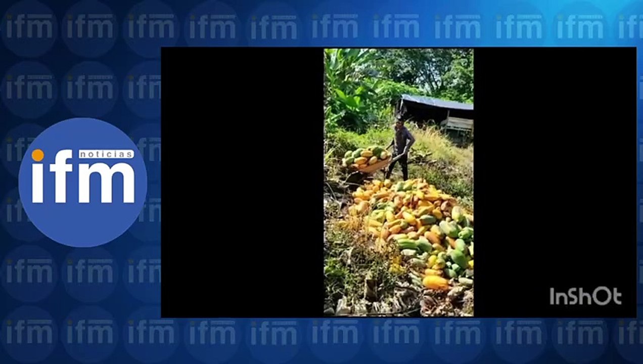 IFM PAPAYA