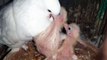How Pigeons Feed A Newborn Pigeon  Pigeon Feeding Babies