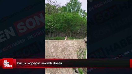 Küçük köpeğin sevimli dostu