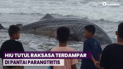 Hiu Tutul Raksasa Terdampar di Pantai Parangtritis, Begini Penampakannya