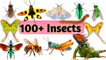 Insects vocabulary | learn insects name in english | insects |
