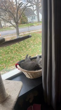 Câlins douillets pour chats dans un panier