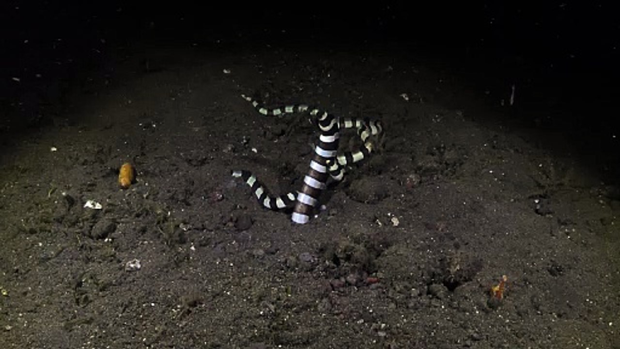 Les anguilles rayées nagent pour fabriquer de nouvelles anguilles